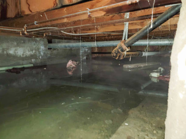 Best Professional water damage repair  in Archer City, TX